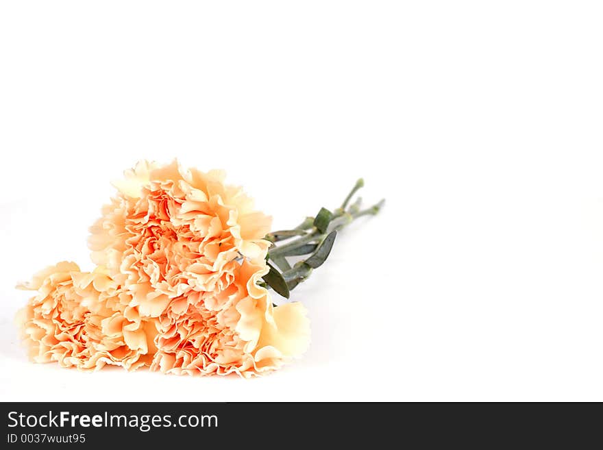 Three carnations isolated on landscape format. Three carnations isolated on landscape format