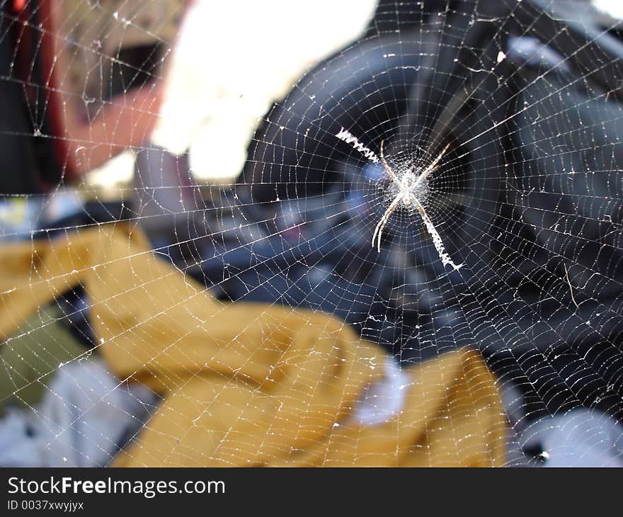 Spider spinning Web. Spider spinning Web