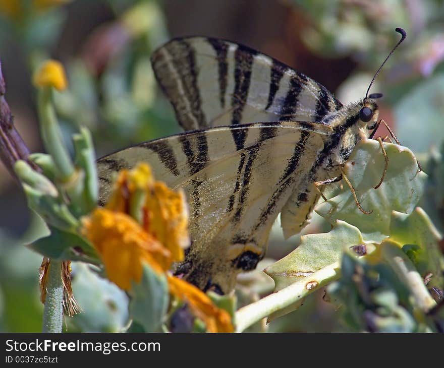 Butterfly Iphiclides Podalirius.