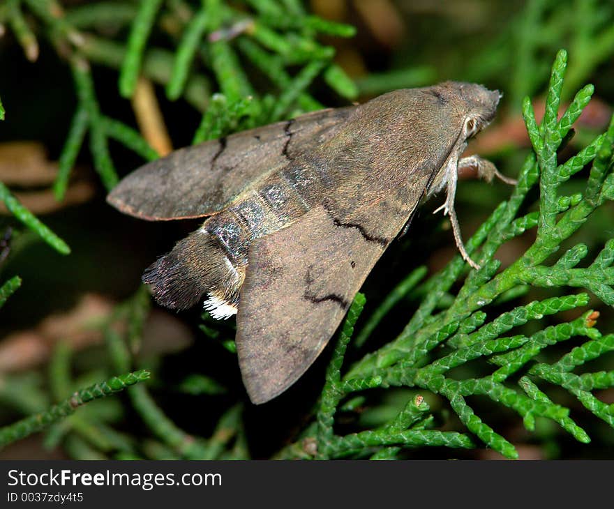 The butterfly of family Sphingidae.