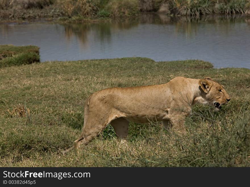 Animals 078 lion Ngorongoro park