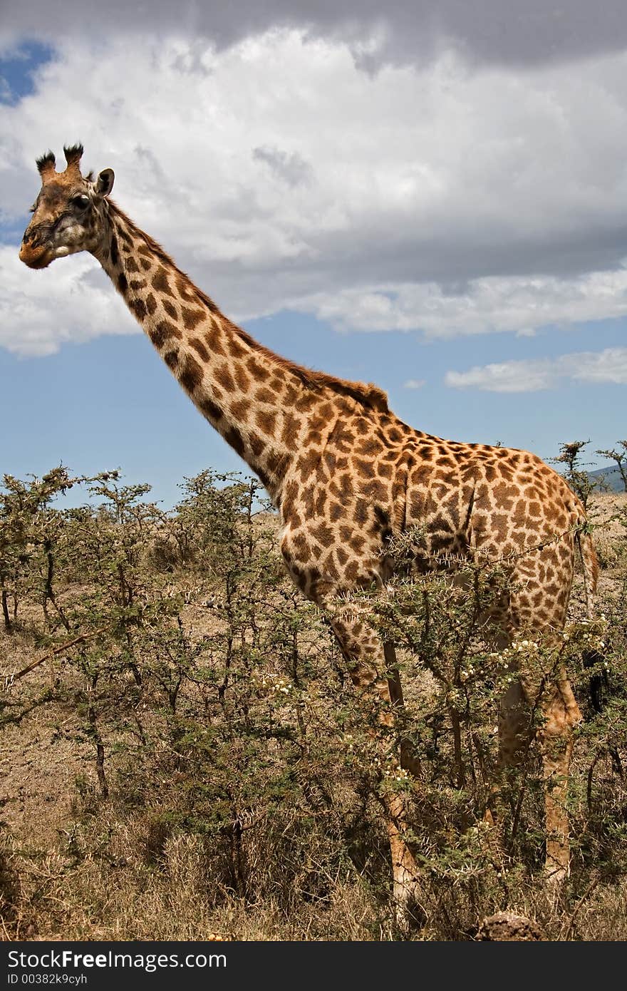 Giraffe