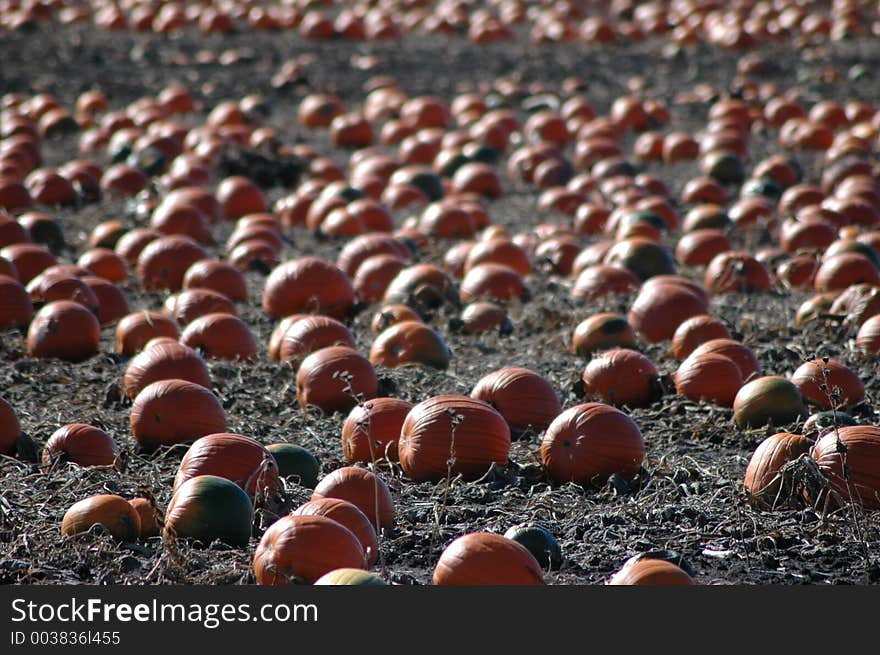 Pumpkin Fields 1