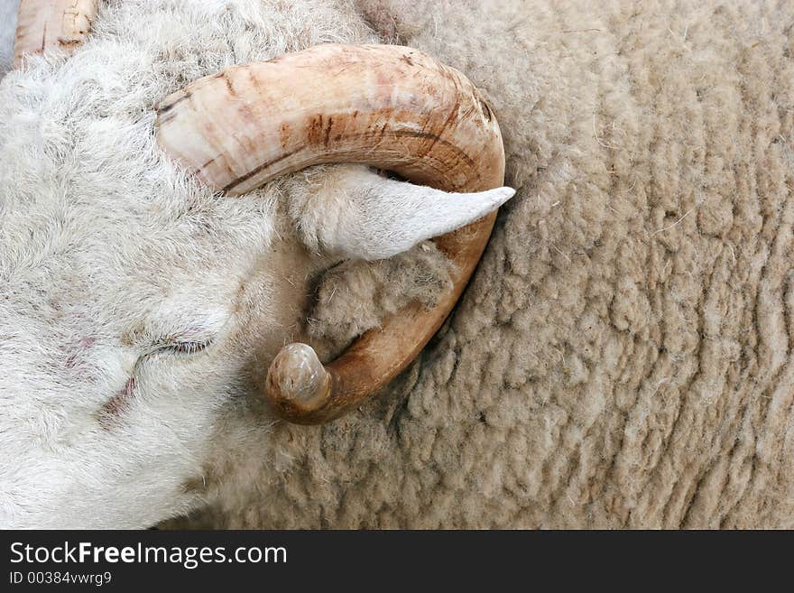 Horn of a ram and part of its face and woolly coat. Horn of a ram and part of its face and woolly coat.