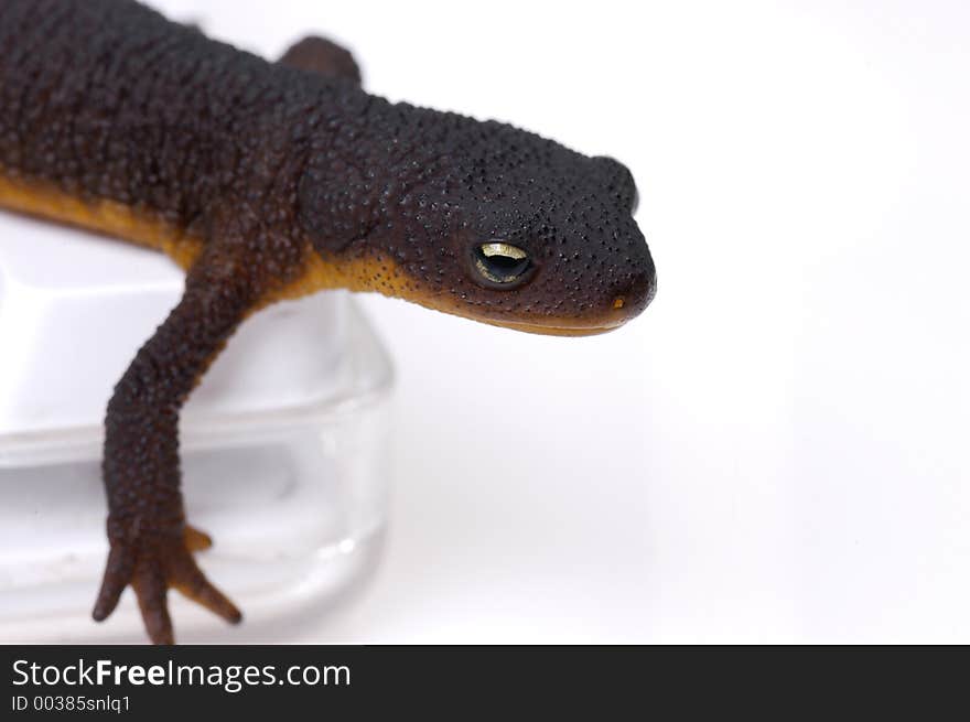 A small amphibian crawls over a computer keyboard. A small amphibian crawls over a computer keyboard