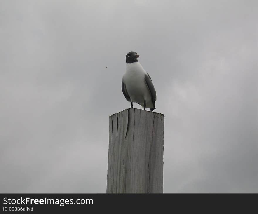 This was taken in the Bahamas. It was a gloomy day, but the picture turned out great! :). This was taken in the Bahamas. It was a gloomy day, but the picture turned out great! :)