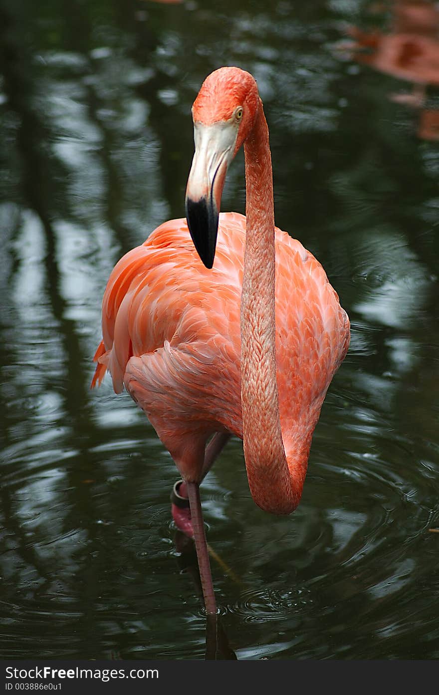 Flamingo