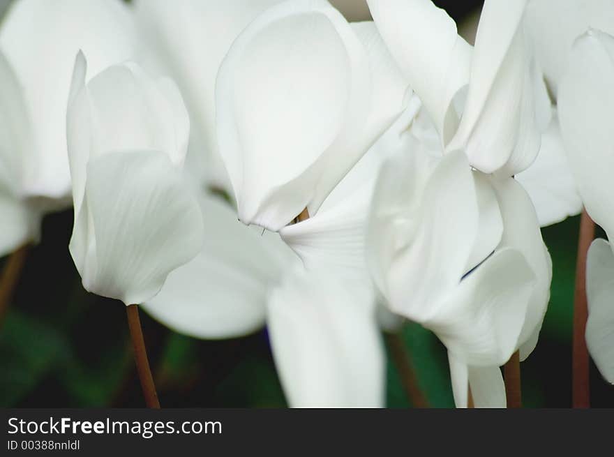 Cyclamen