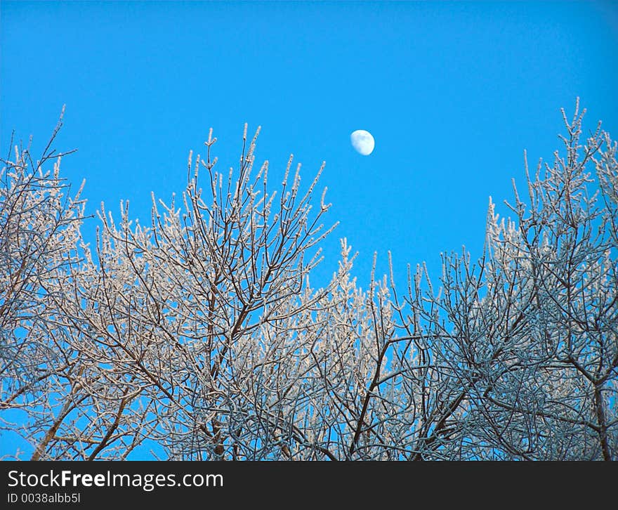 The unusual picture, in the blue winter sky is visible the moon. The unusual picture, in the blue winter sky is visible the moon