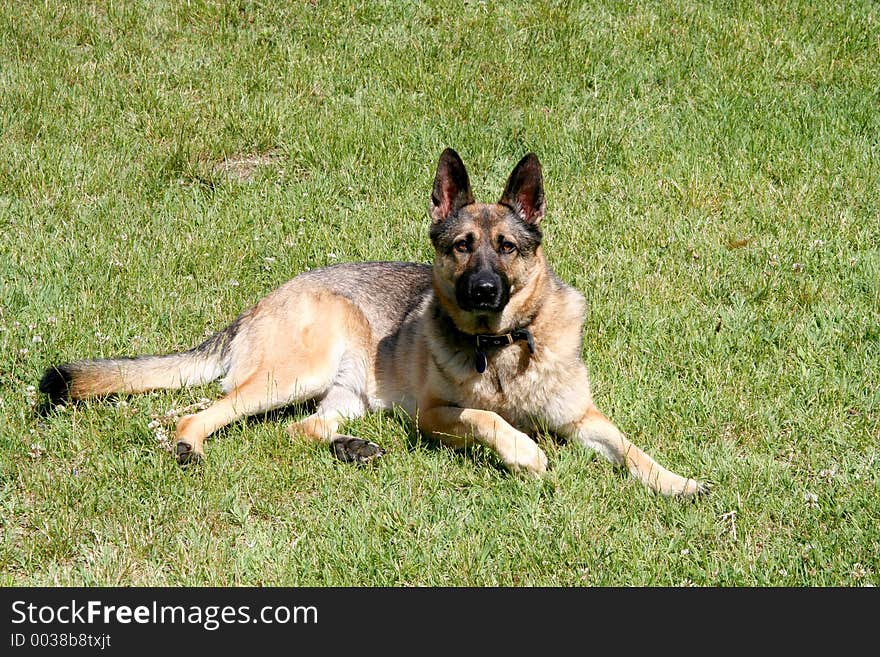 Digital photo of a german shepherd dog. Digital photo of a german shepherd dog.