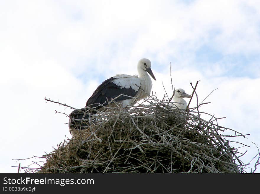 Storks