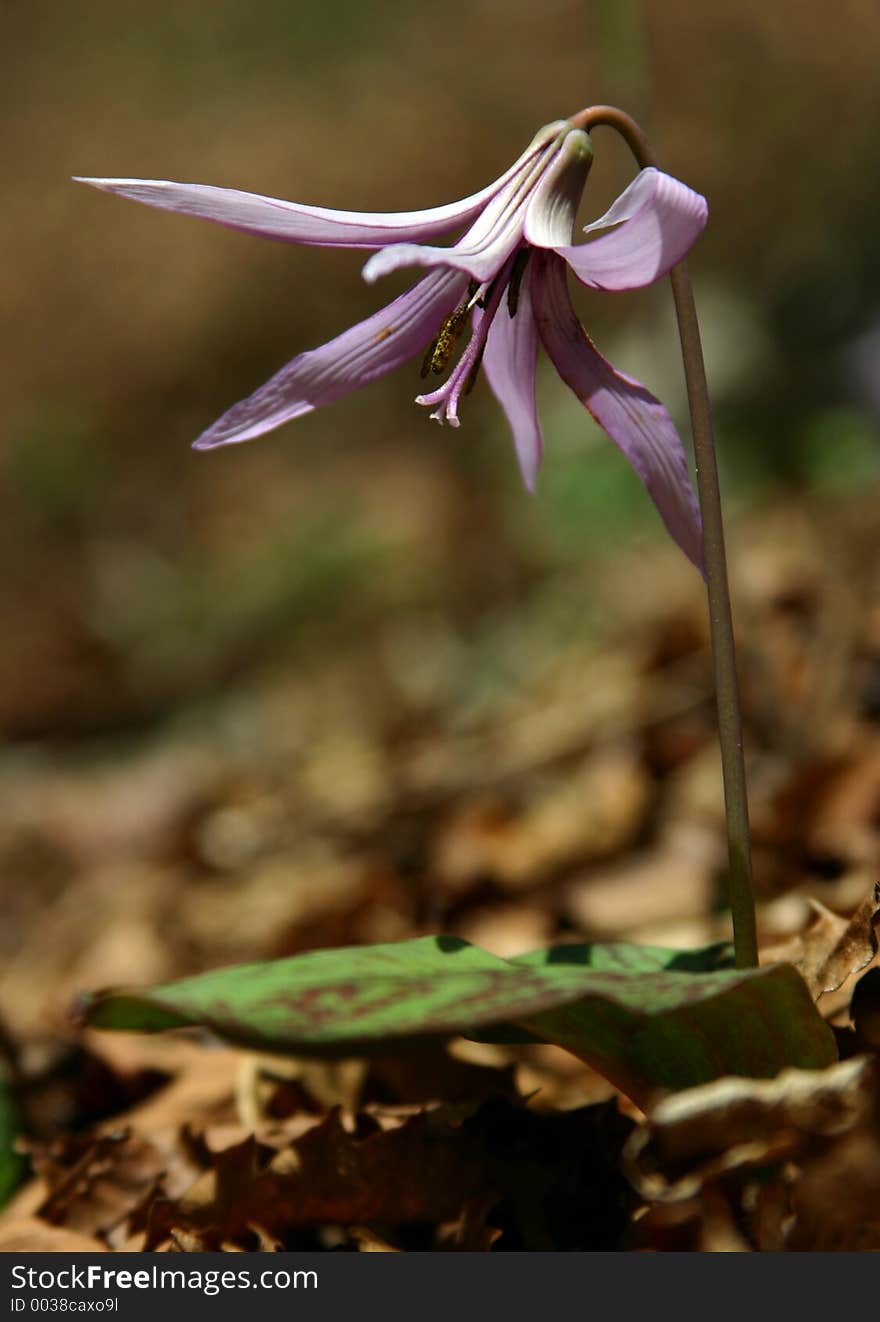 The plant traditionally used in Japan to make starch. The plant traditionally used in Japan to make starch