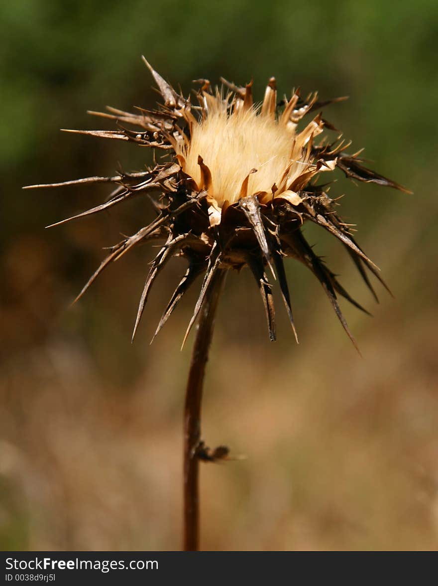 Dried Thistle