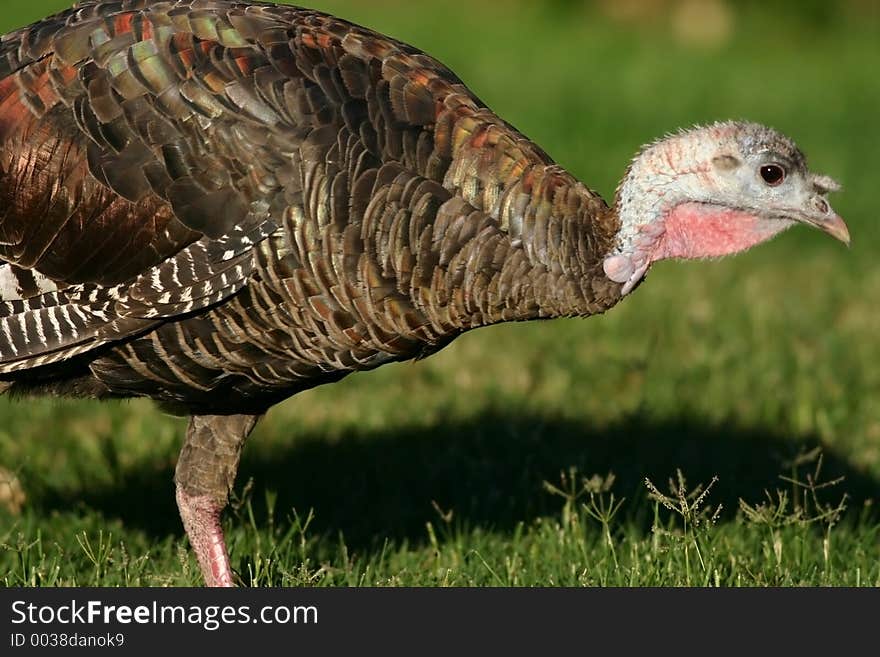 Close-up of a wild Turkey. Close-up of a wild Turkey