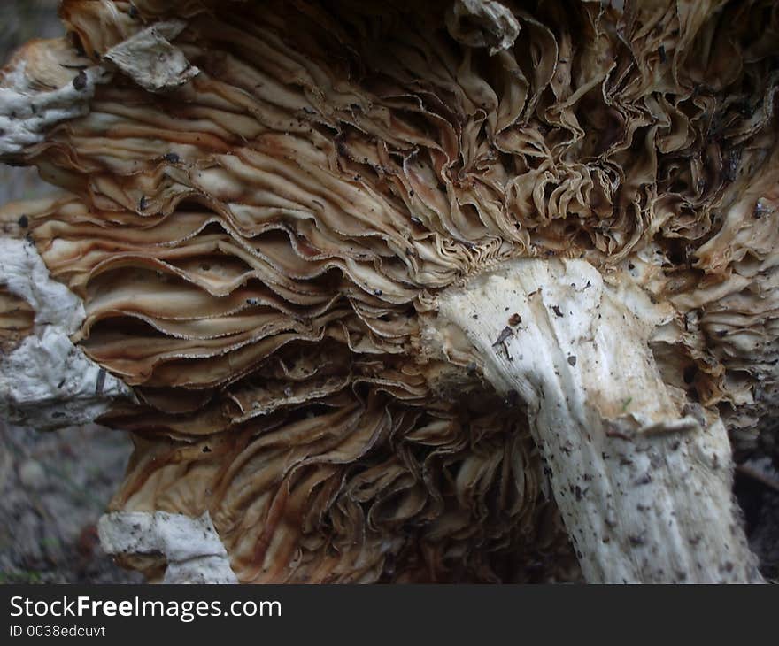 Looking up at a toadstool mushroom. Looking up at a toadstool mushroom