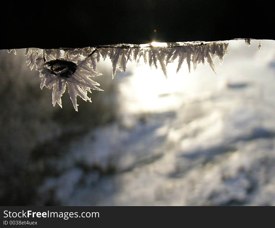 Frozen iceplant, ice pattern of winter. Frozen iceplant, ice pattern of winter