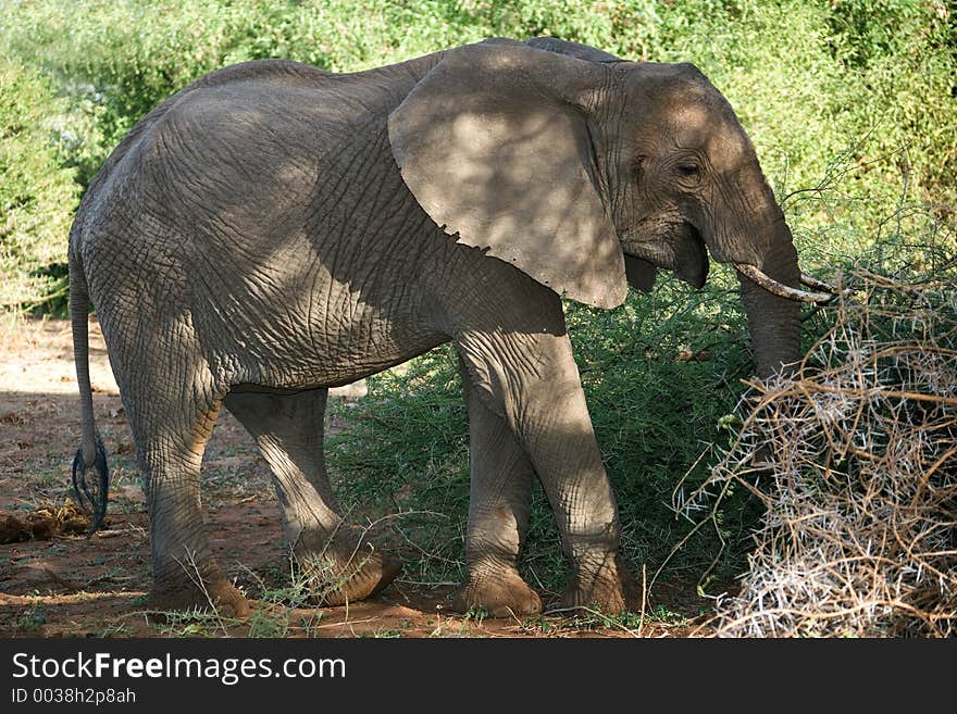 Animals 016 elephant Manyara lake