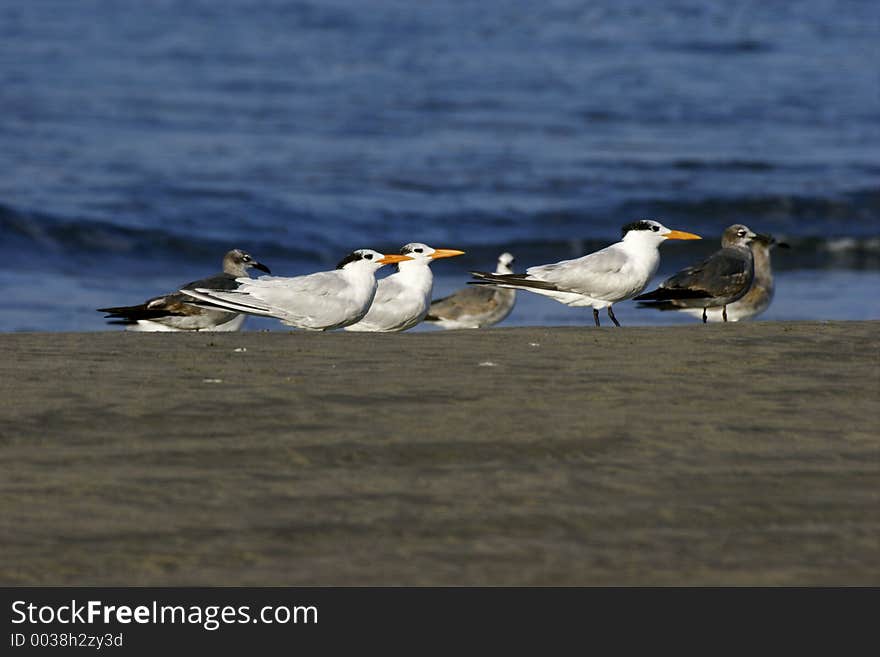 Gulls at Punta Diamante beach in Acapulco, Mexico