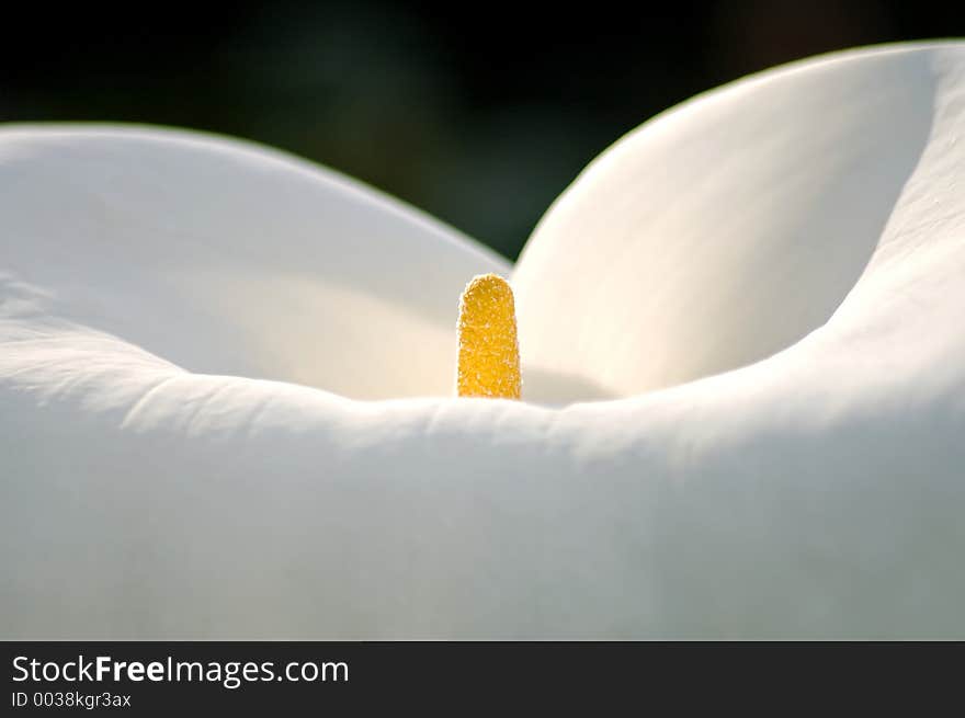 Closeup of the center of a cala lily.