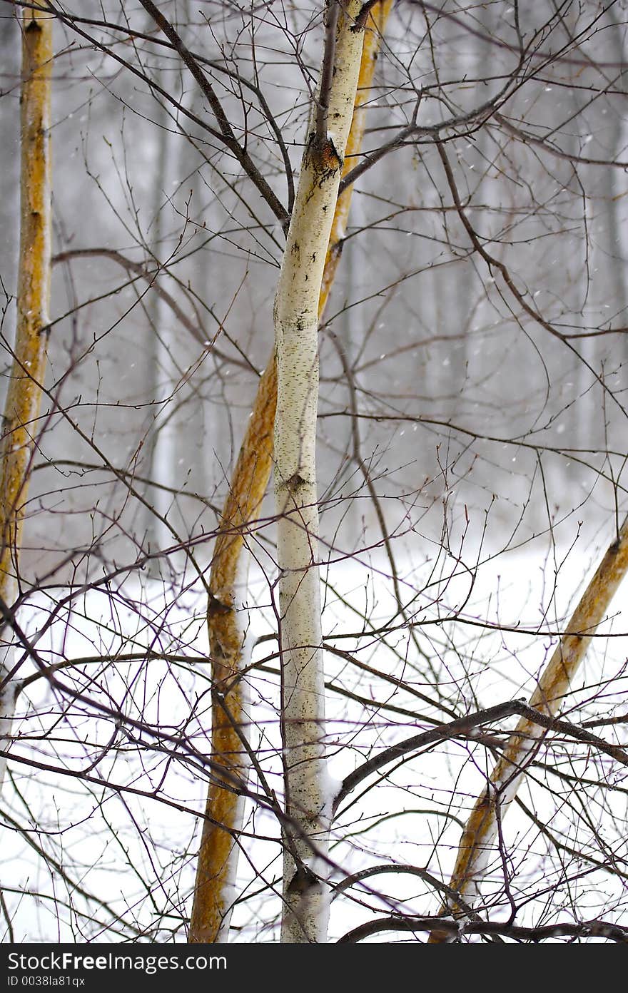 Snowscape and Tree Foreground