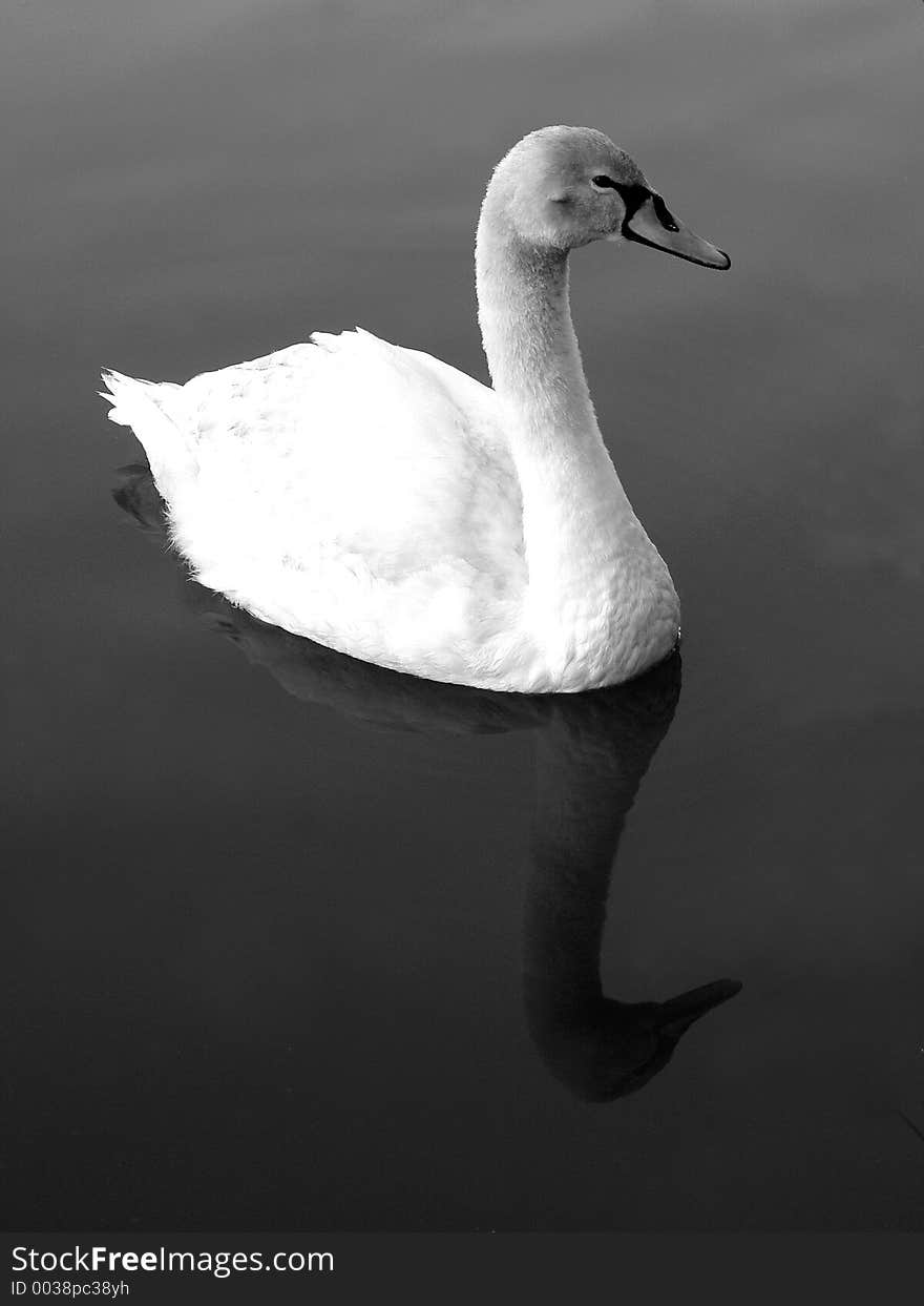 Swan