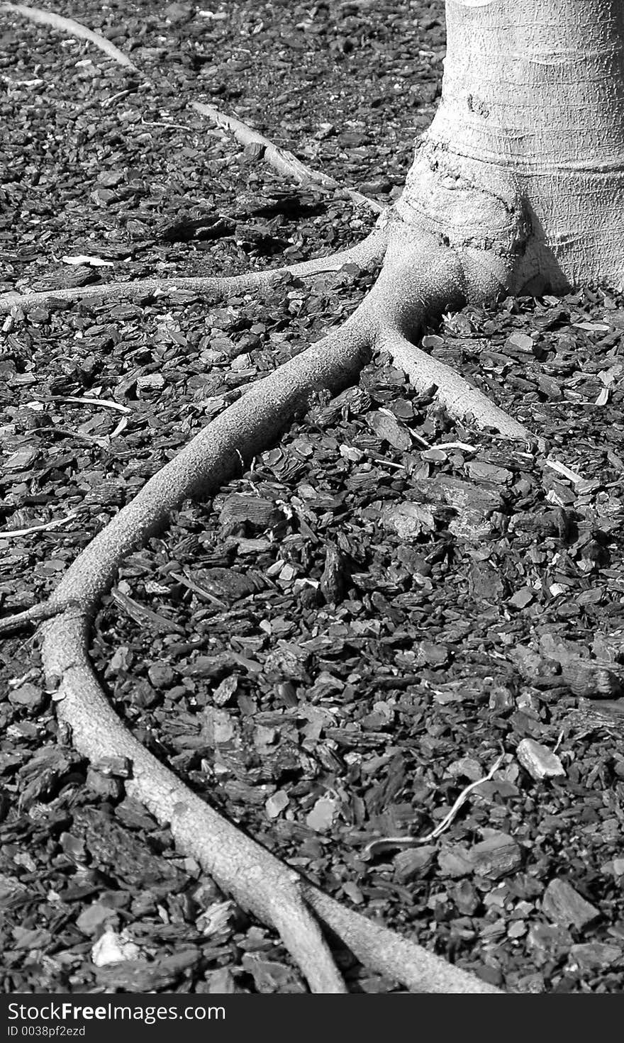 Black and wjite tree roots spreading above the soil. Black and wjite tree roots spreading above the soil