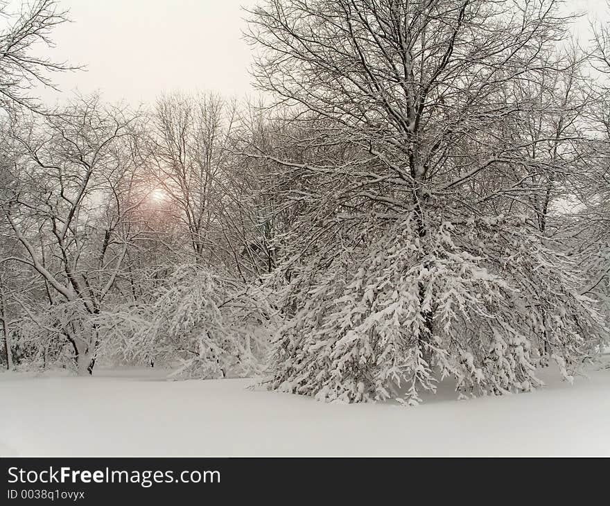 This is a shot of a woods covered in fresh snow. This is a shot of a woods covered in fresh snow.