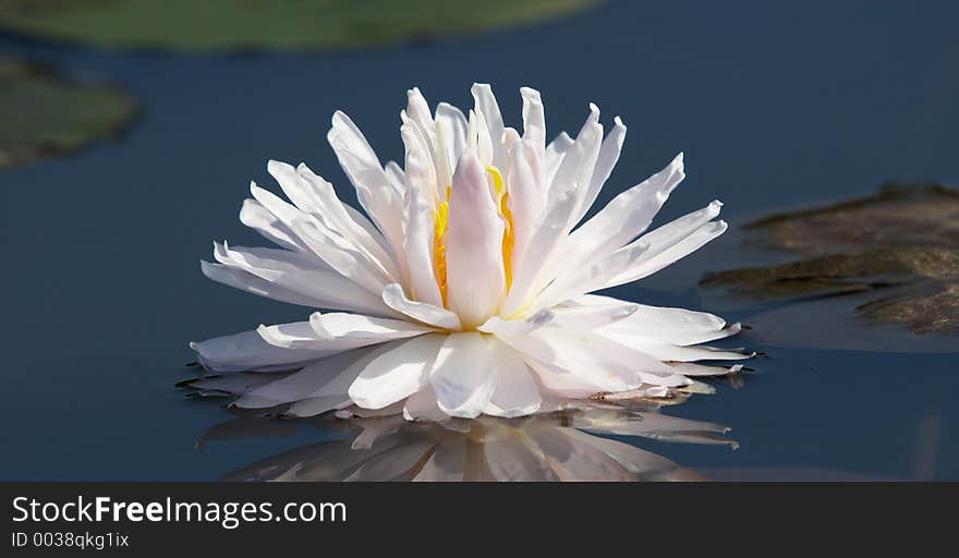 Big white water-lily. Big white water-lily