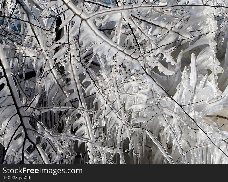 Branches encased in ice. Branches encased in ice