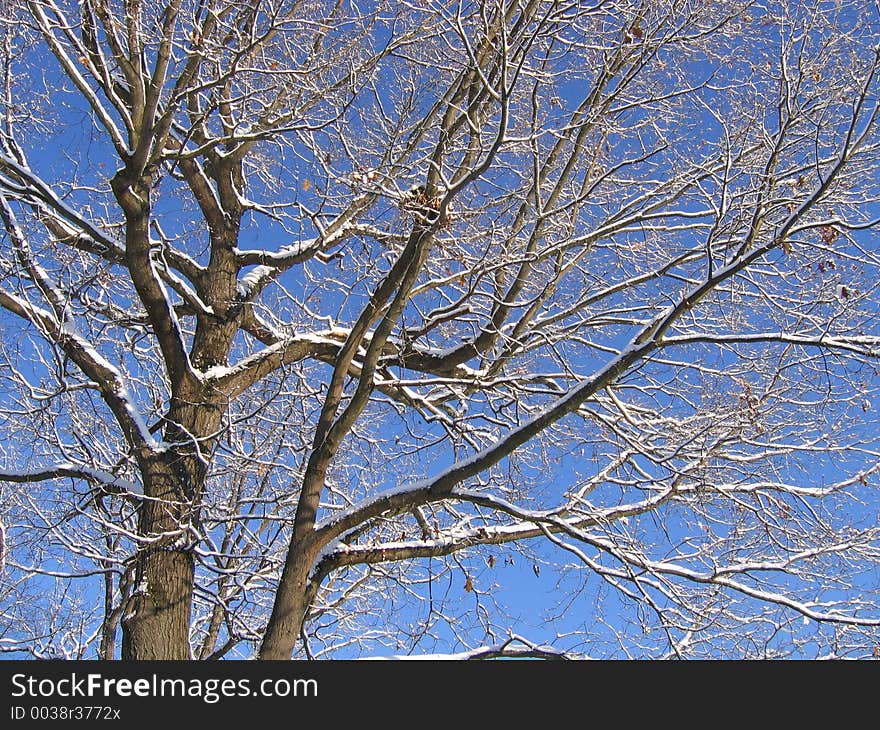 A tree the morning after a small snow storm. A tree the morning after a small snow storm.