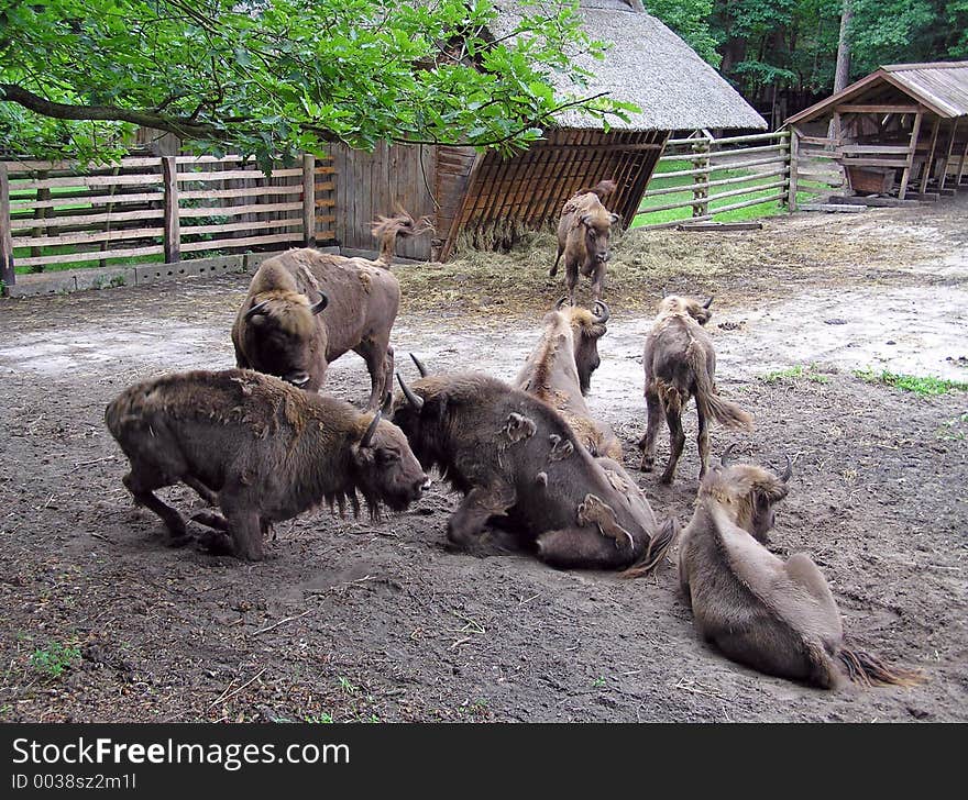 Her of bison at rest