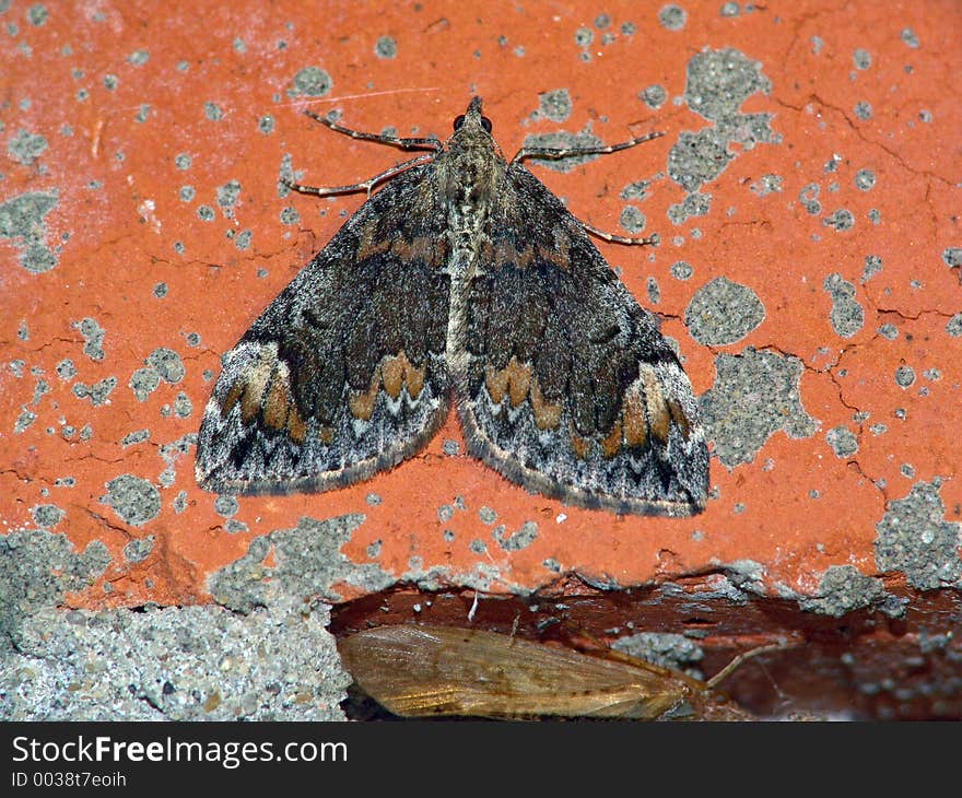 The photo is made at night. The butterfly has arrived on electric light. Probably it Chloroclysta citrata, or Dysstroma citrata. Original date/time: 2005:08:15. The photo is made at night. The butterfly has arrived on electric light. Probably it Chloroclysta citrata, or Dysstroma citrata. Original date/time: 2005:08:15.