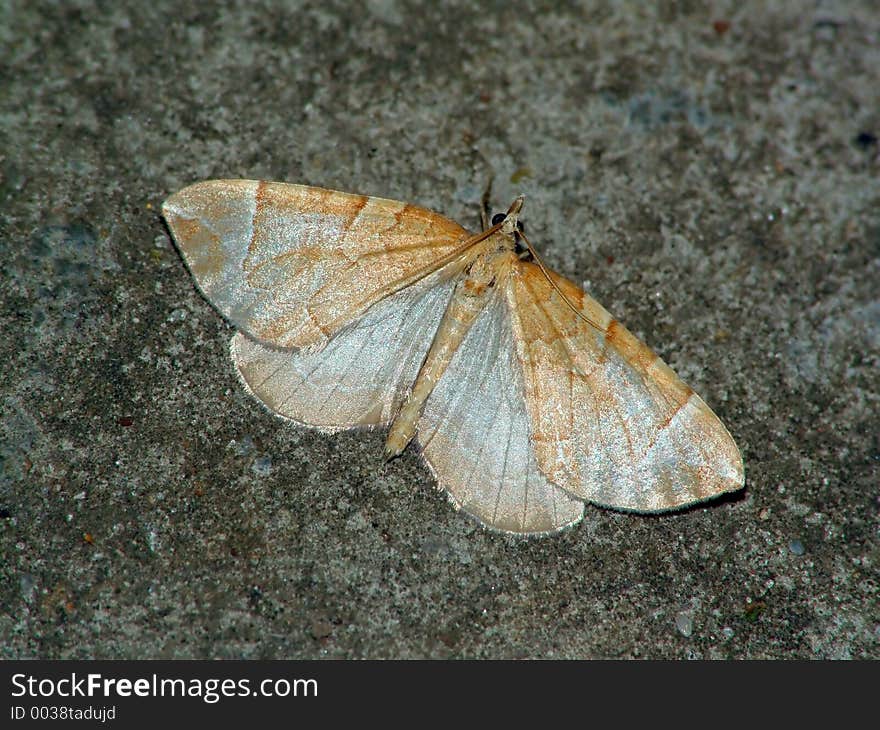 The butterfly of family Geometridae.