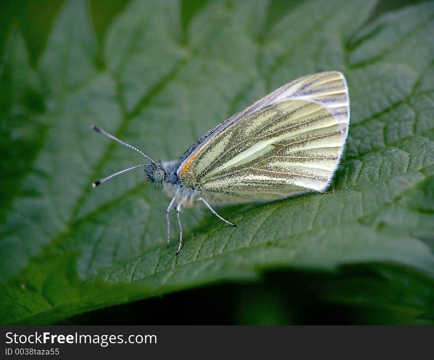 Butterfly Pieris Napi.