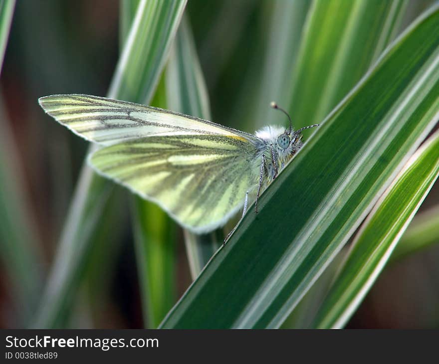 Butterfly Pieris Napi.