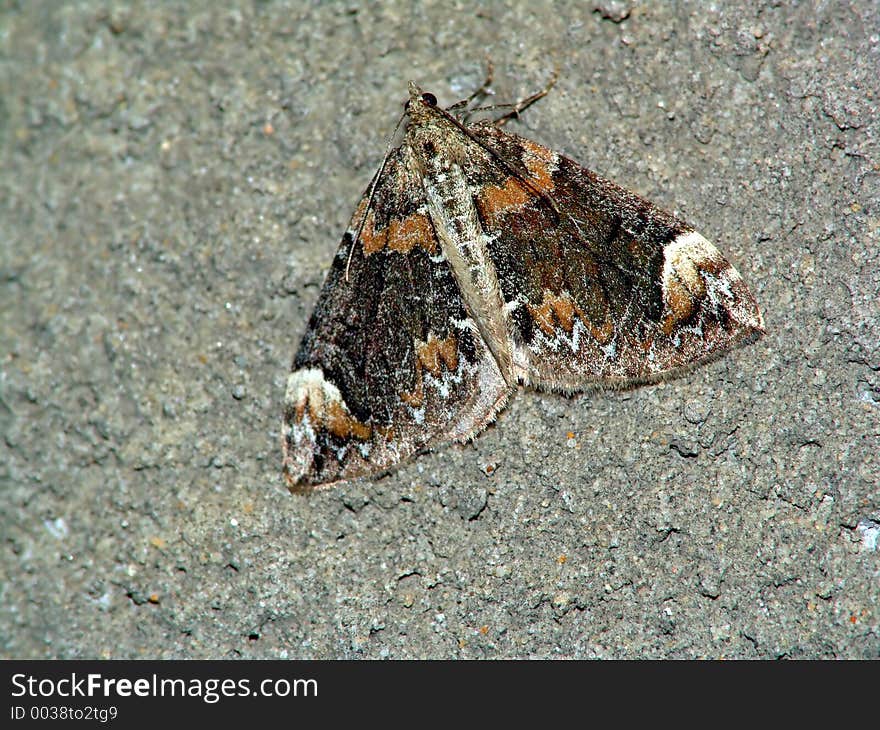 The butterfly of family Geometridae.