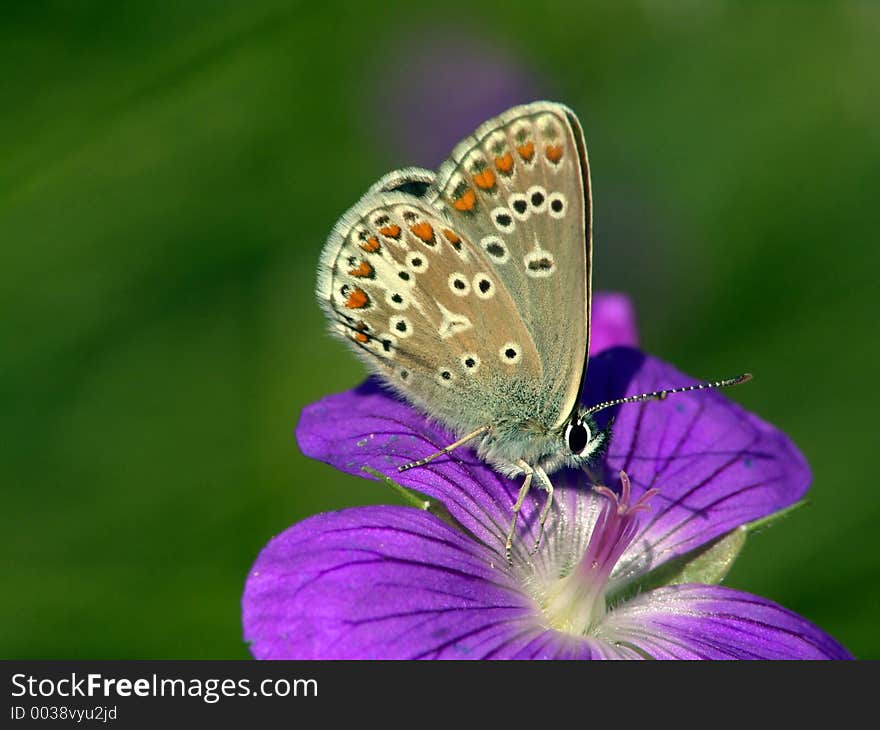 Butterfly Eumedonia eumedon on a flower of a geranium wood (Geranium sylvaticum). Original date/time: 2004:07:07. Butterfly Eumedonia eumedon on a flower of a geranium wood (Geranium sylvaticum). Original date/time: 2004:07:07