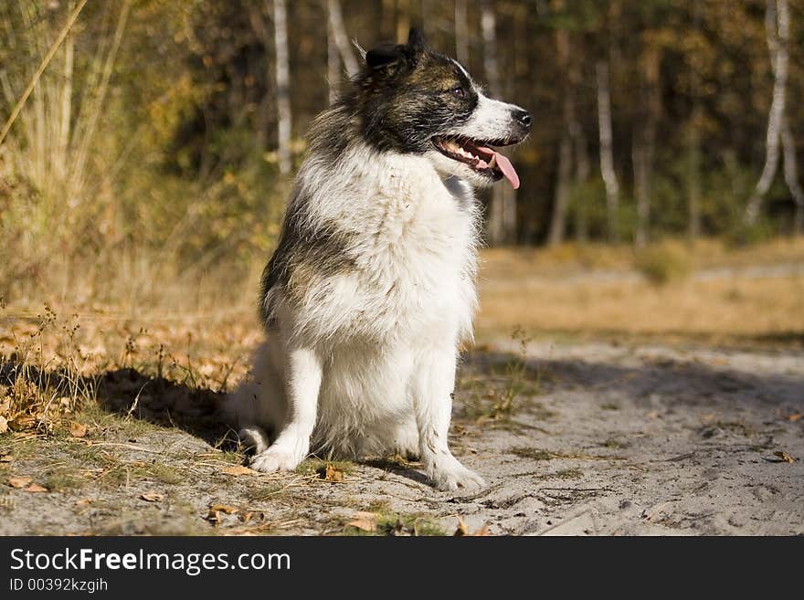 Dog is siting on the ground. it,s autumn in poland. Dog is siting on the ground. it,s autumn in poland