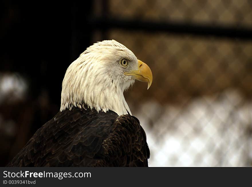 Majestic Eagle