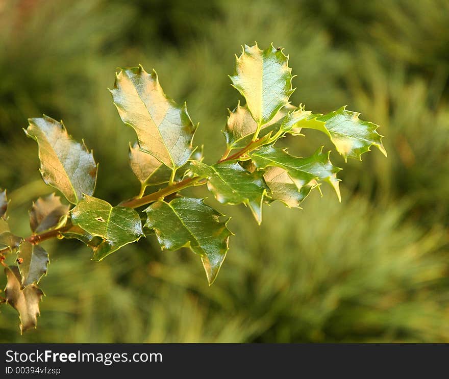 Holly Plant (Ilex Sp.)