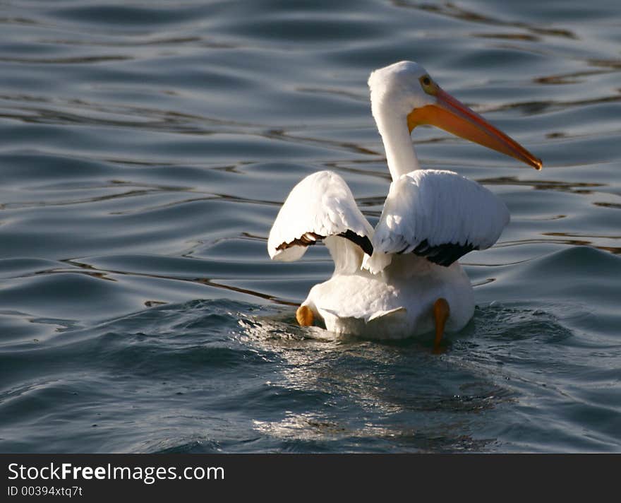 White Pelican