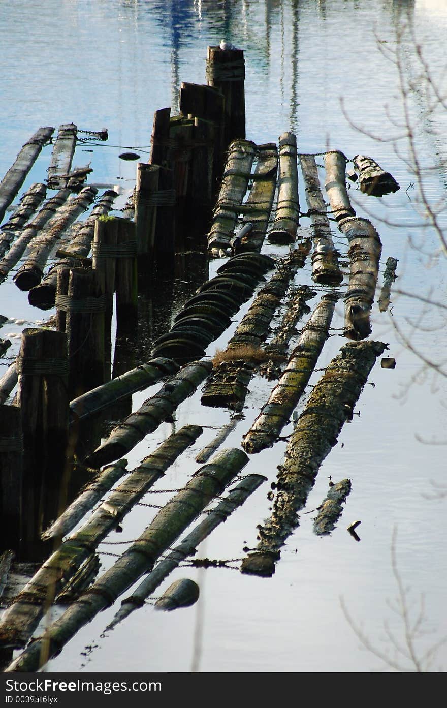 Floating logs in the harbor