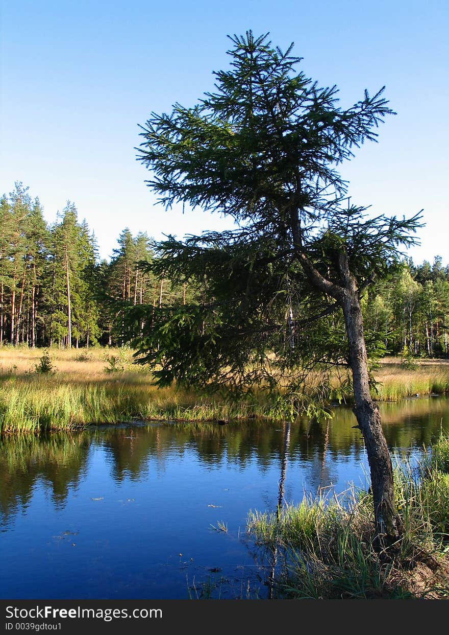 The fir on bank of the anonymous river in Nizhegorodskaya oblast of Russia. The fir on bank of the anonymous river in Nizhegorodskaya oblast of Russia.