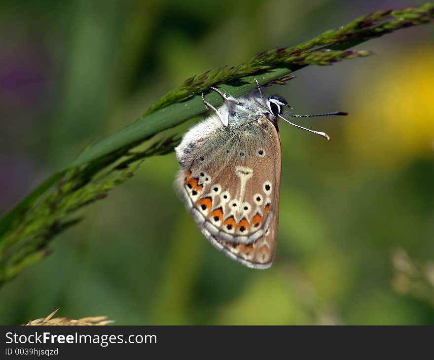 The butterfly of family Lycaenidae on an ear of a grass. Original date/time: 2004:07:07. The butterfly of family Lycaenidae on an ear of a grass. Original date/time: 2004:07:07.