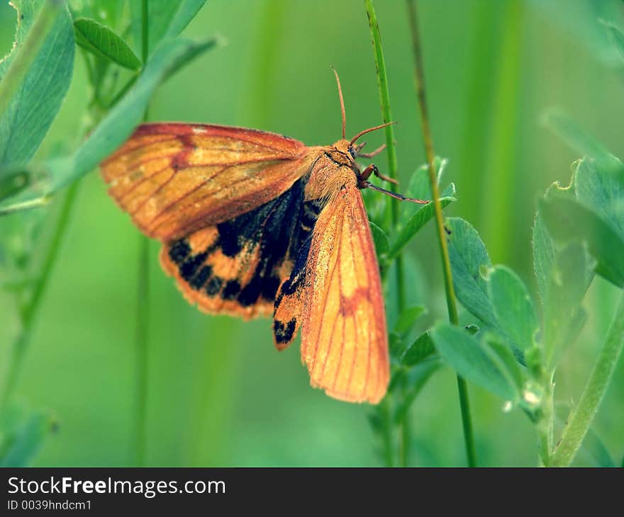 Butterfly Diacrisia sannio