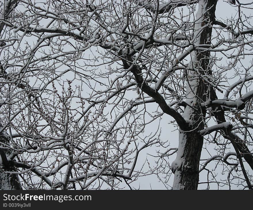 Winter Trees