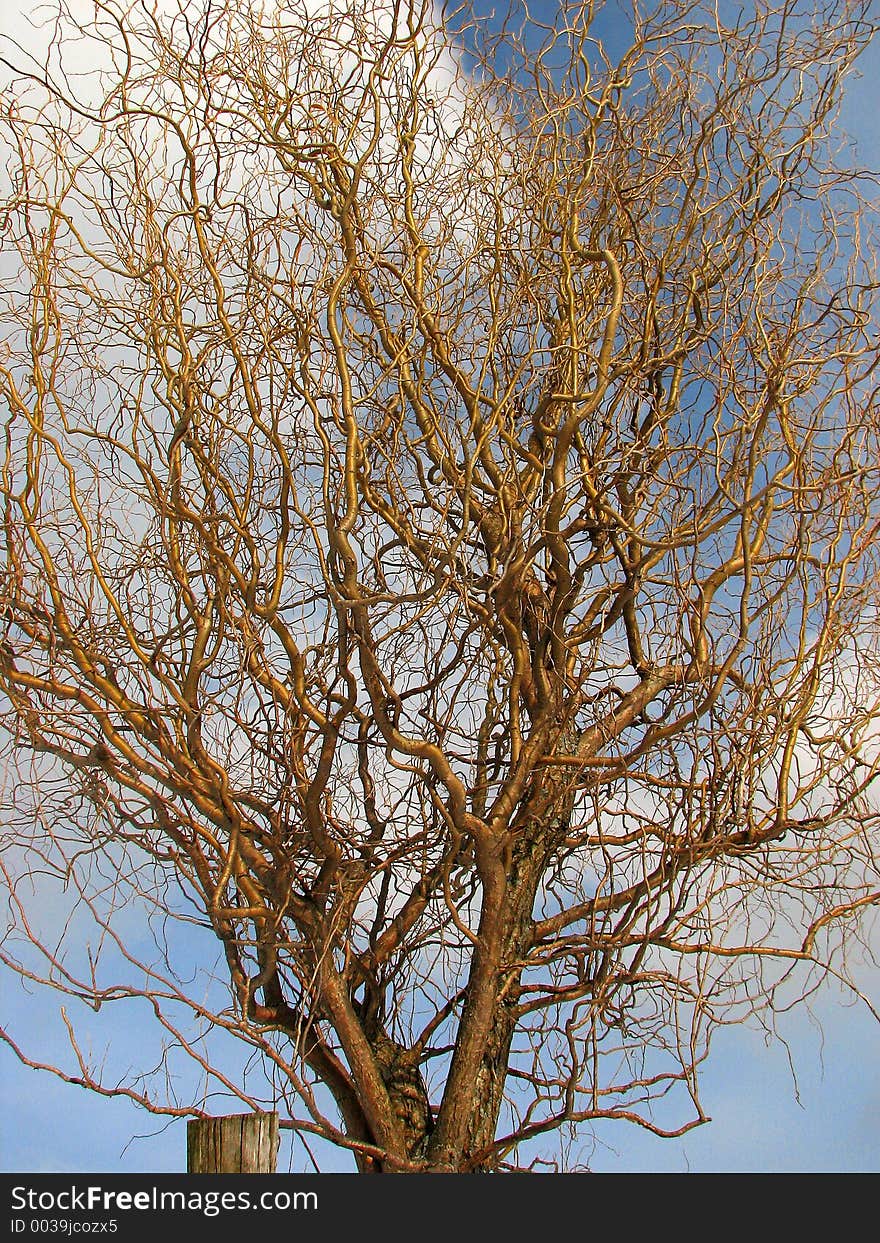 Corkscrew Tree