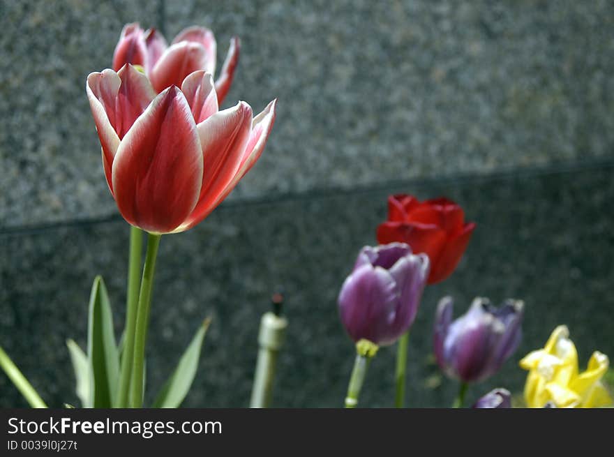 Tulips in Osaka, Japan