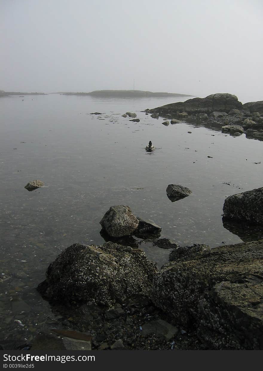 Foggy springday by the beach. Ducks swimming in the water. Foggy springday by the beach. Ducks swimming in the water.