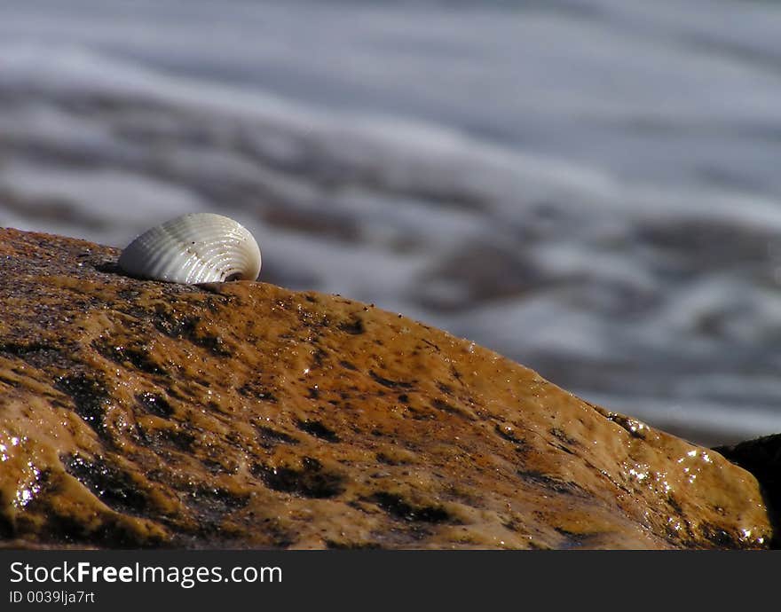 A shell on the stone sea. A shell on the stone sea